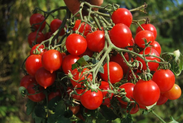 Кисть томата с большим количеством плодов
