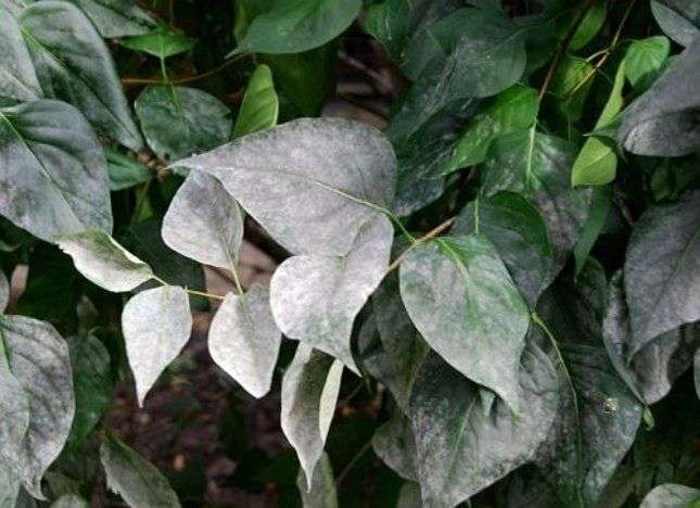 Листья клематиса, пораженные мучнистой росой