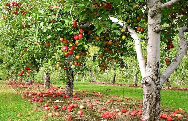 Яблони в саду