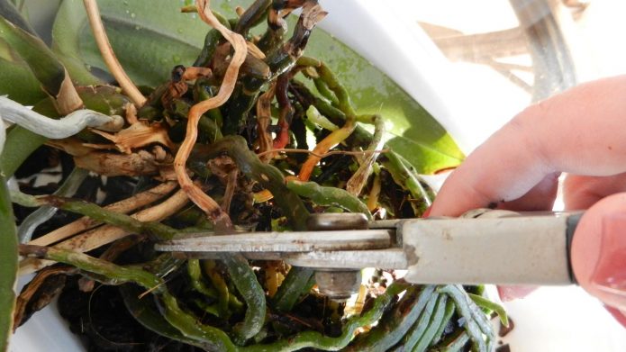 Ножницами удаляют больные корни орхидеи