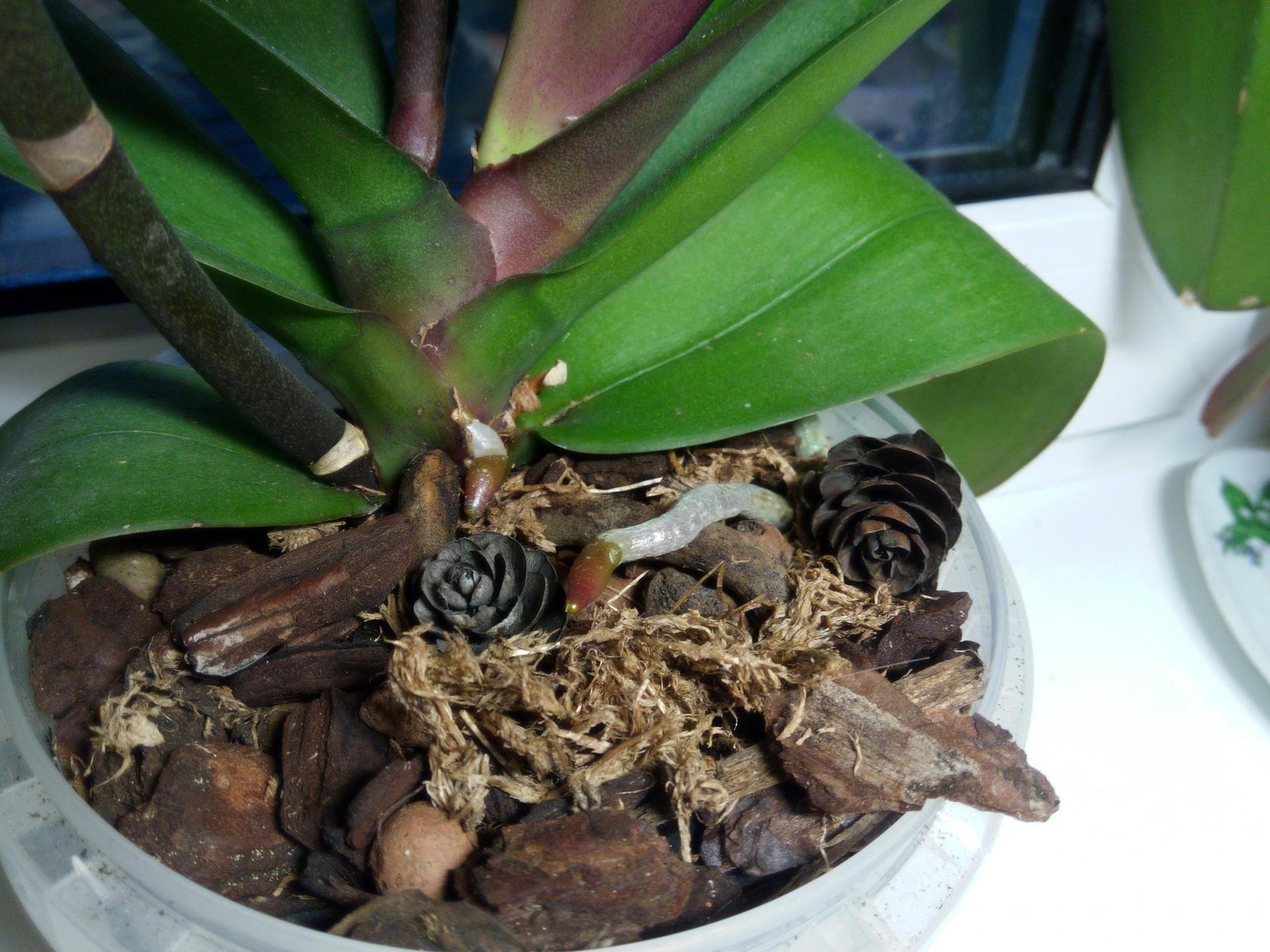 Пересадка орхидей кору