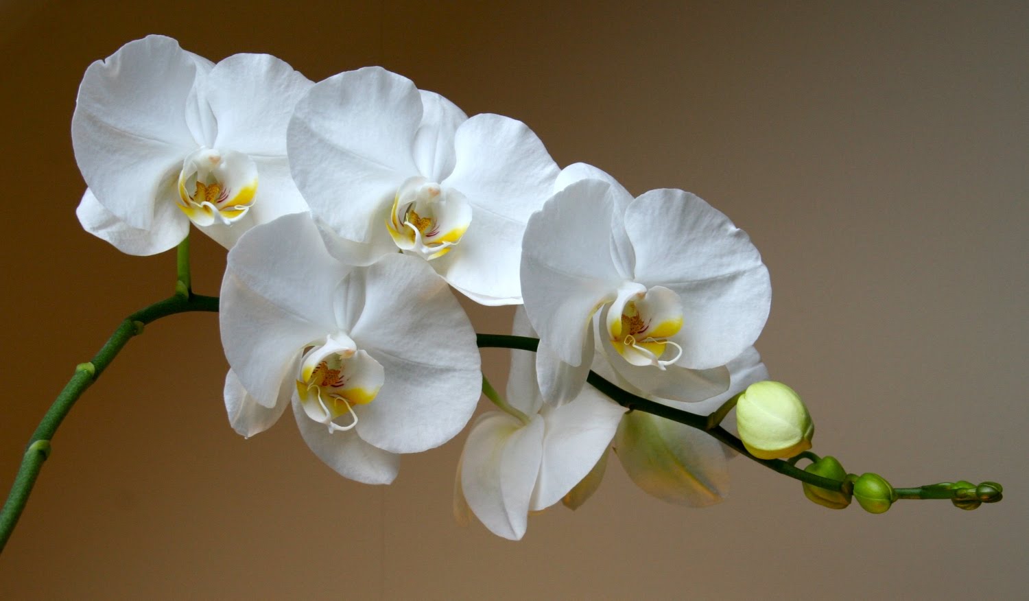 Как пересадить орхидею фаленопсис в домашних условиях