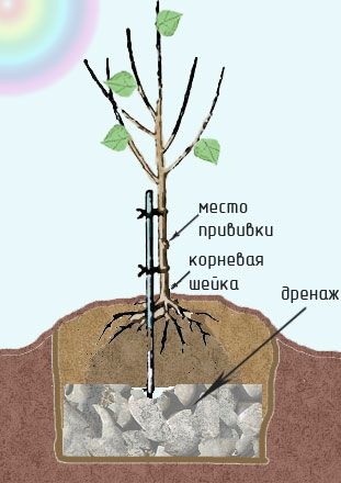 Абрикос самые лучшие сорта: посадка и уход