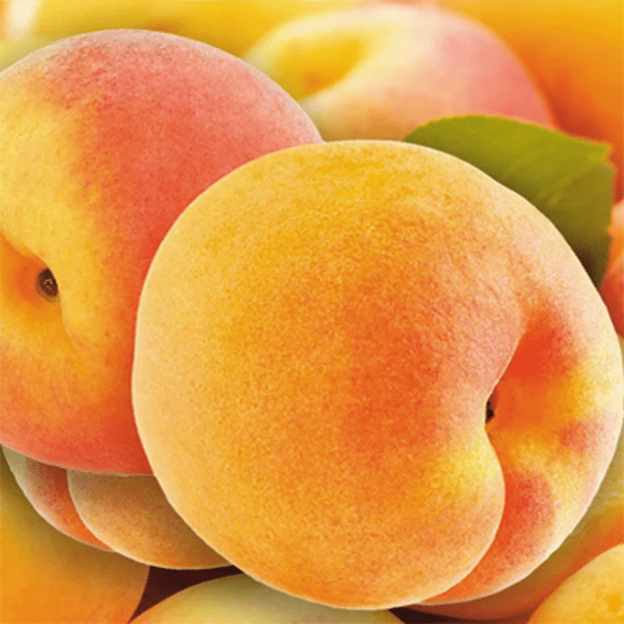Сладкий сорт абрикоса Джуси Хани