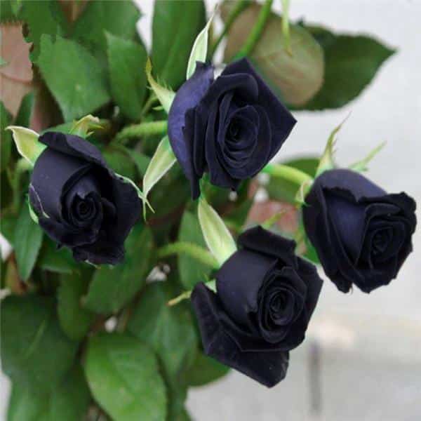 Кустовые чёрные розы