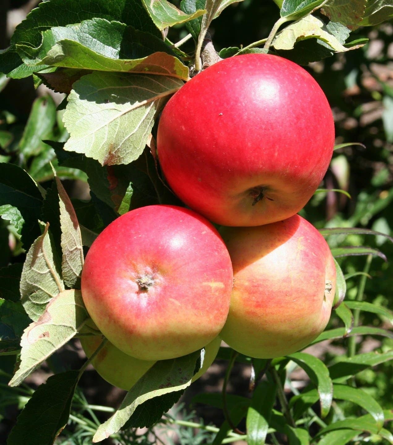 Сорт яблони Крюгер
