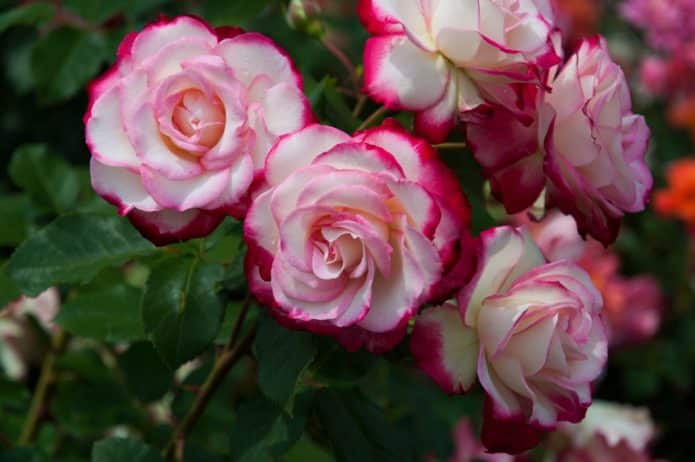Цветы роз сорта Принц Монако