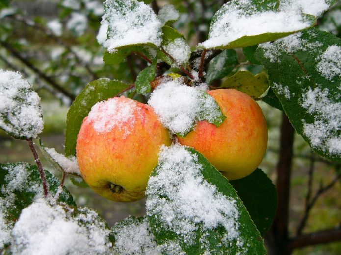 яблоки под снегом