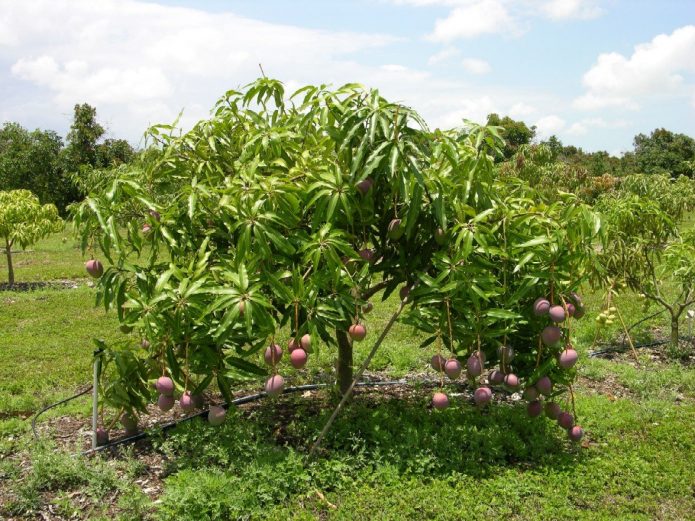 Манговое дерево в саду