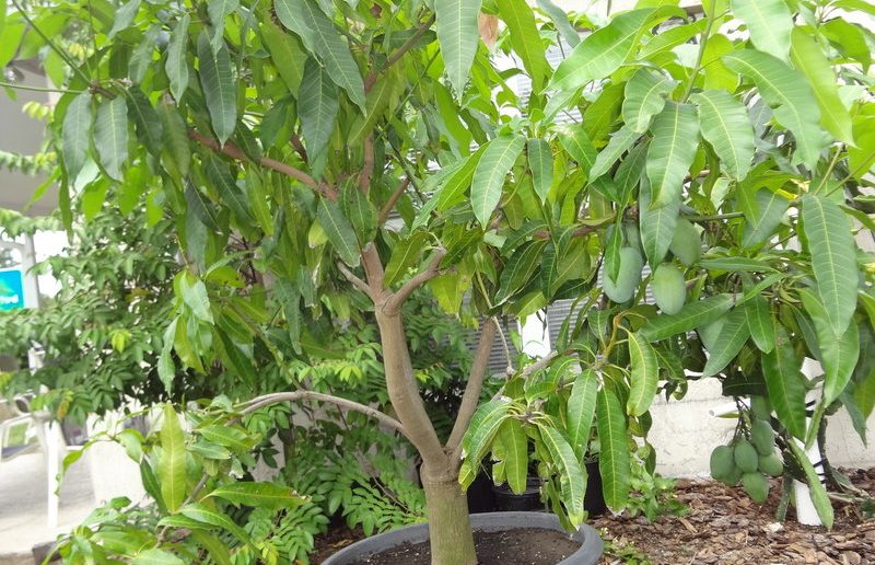 Манговое дерево в горшке