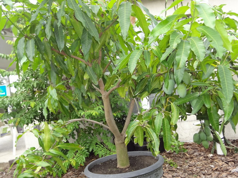Как вырастить манго из косточки? Советы по проращиванию манго в домашних условиях