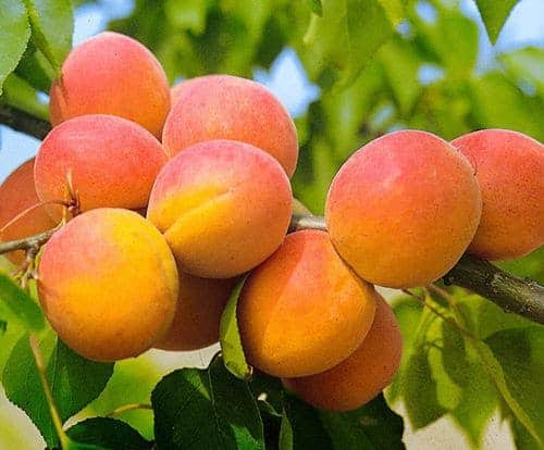 Посадка и выращивание абрикоса, особенности ухода в средней полосе России,в Сибири, на Урале - Дачная помощь