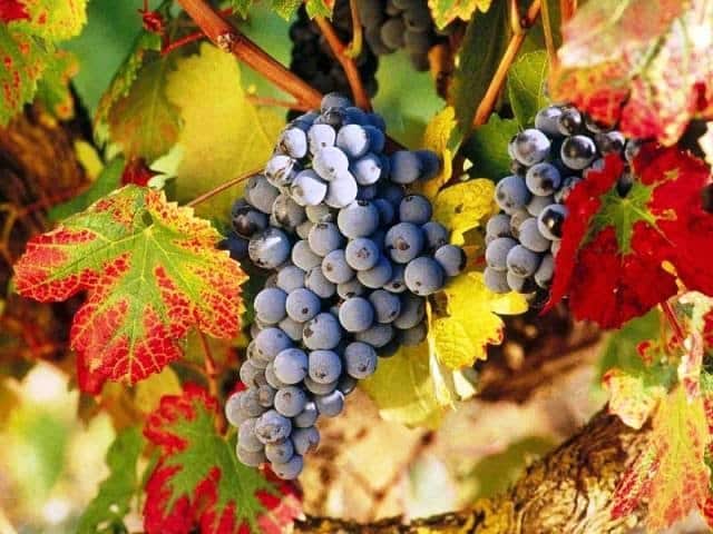 Уход за виноградом осенью и подготовка к зиме