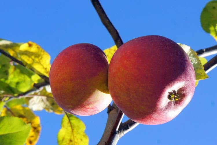 Как правильно посадить яблоню осенью — сроки посадки, правила, инструкции