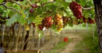 Посадка винограда осенью — сроки, правила, инструкции с фото и видео