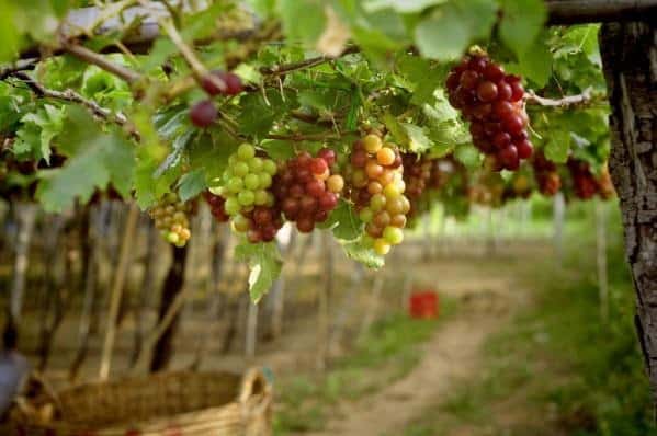 Посадка винограда осенью — сроки, правила, инструкции с фото и видео