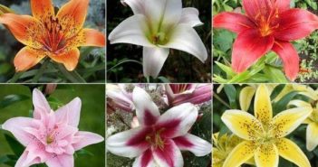 Посадка лилий осенью — когда и как посадить цветущие растения в открытый грунт
