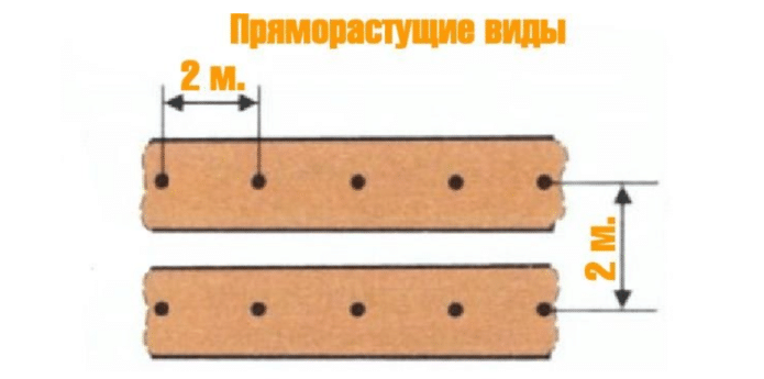 Пряморастущие виды: схема посадки