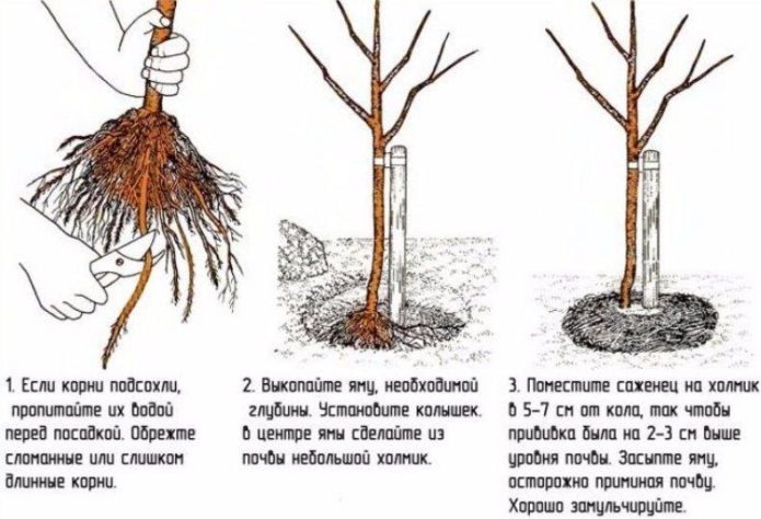 Подготовка саженцев грушевого дерева к посадке