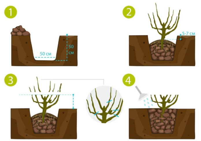 Непосредственная посадка ежевики в открытый грунт