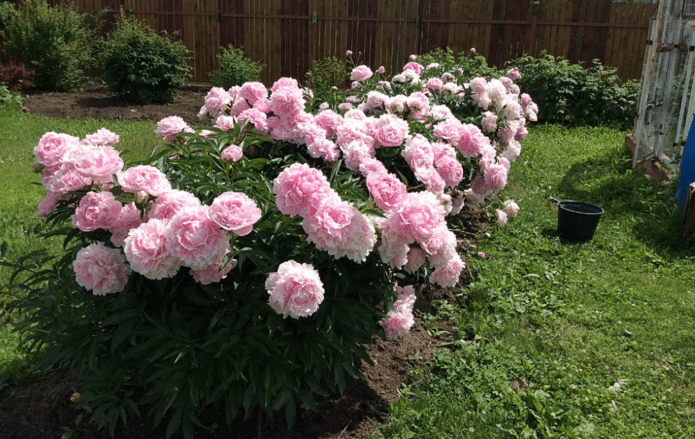 Розовые пионы в саду