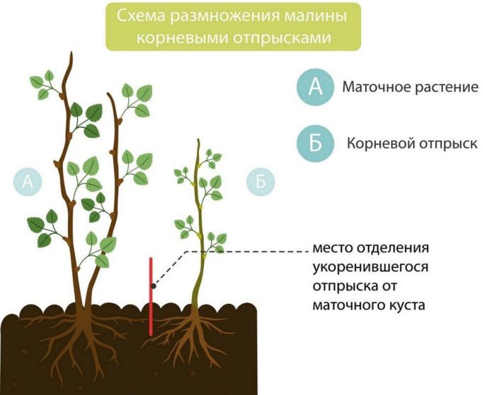 Схема размножения малины корневыми отпрысками