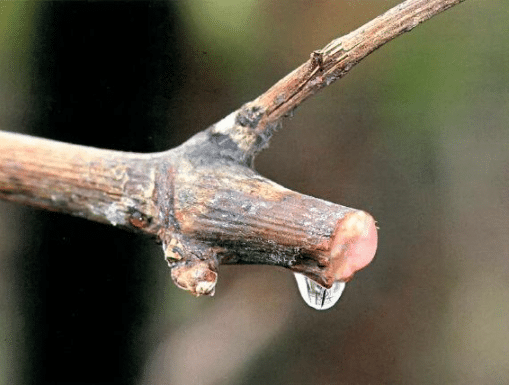 Обрезка винограда осенью