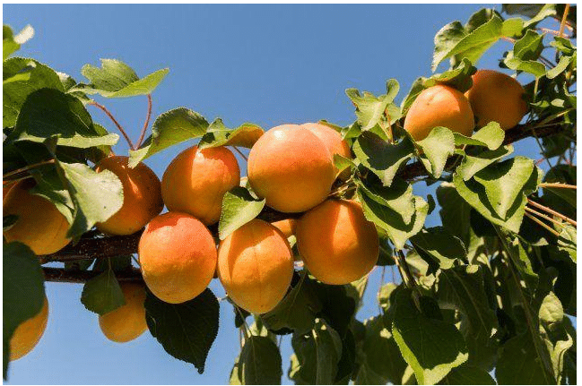 Как следует обрезать абрикос осенью
