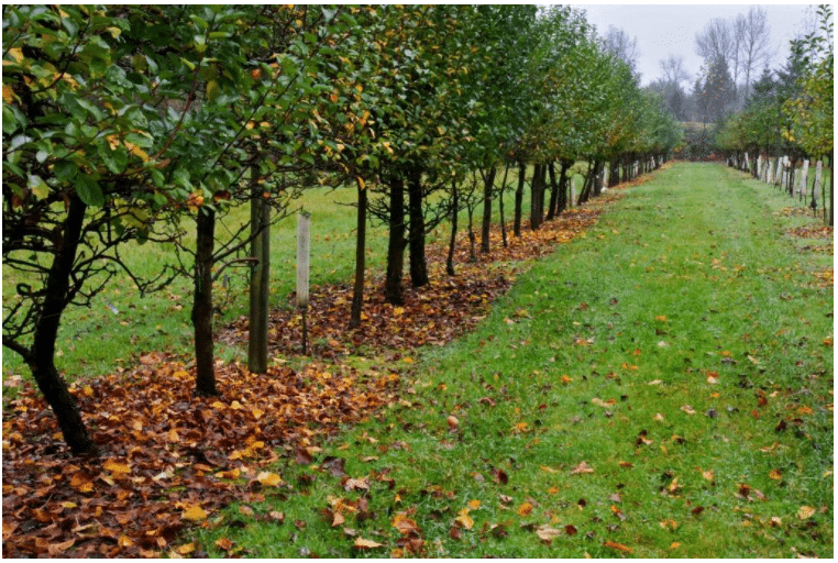 Осенняя подкормка плодовых деревьев и кустарников