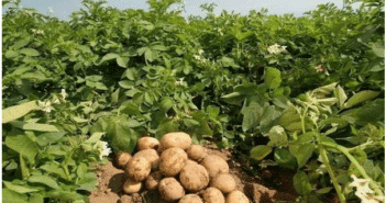 Сидераты для картофеля