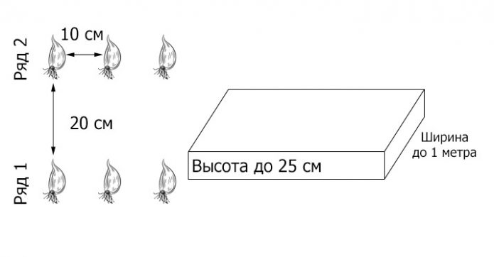 Схема грядки для посадки чеснока