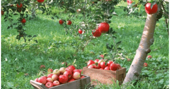 подкормка яблонь весной