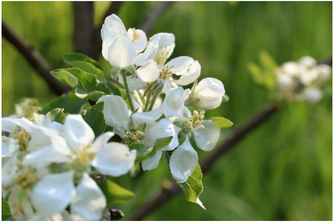 подкормка яблонь весной
