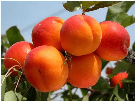 Колоновидные персики и нектарины