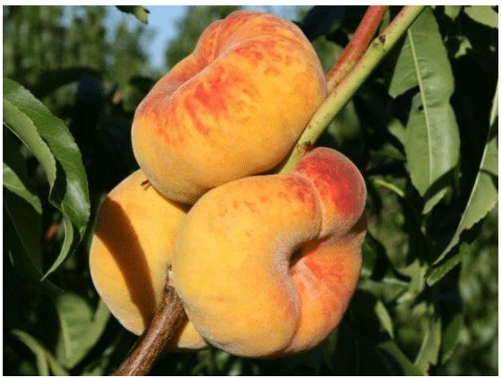Колоновидные персики и нектарины