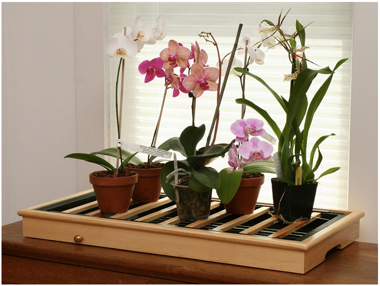 Драгоценные орхидеи