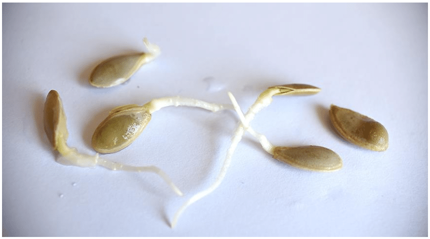 Семена кабачка