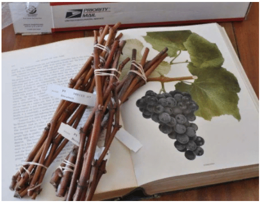 Размножение винограда черенками осенью — основные правила - Дачная помощь