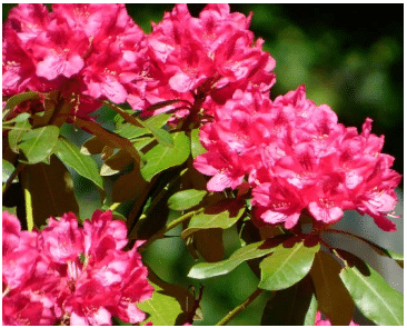 Цветы Рододендрона