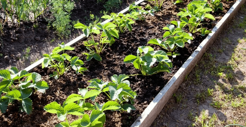 Подготовка почвы под клубнику в августе