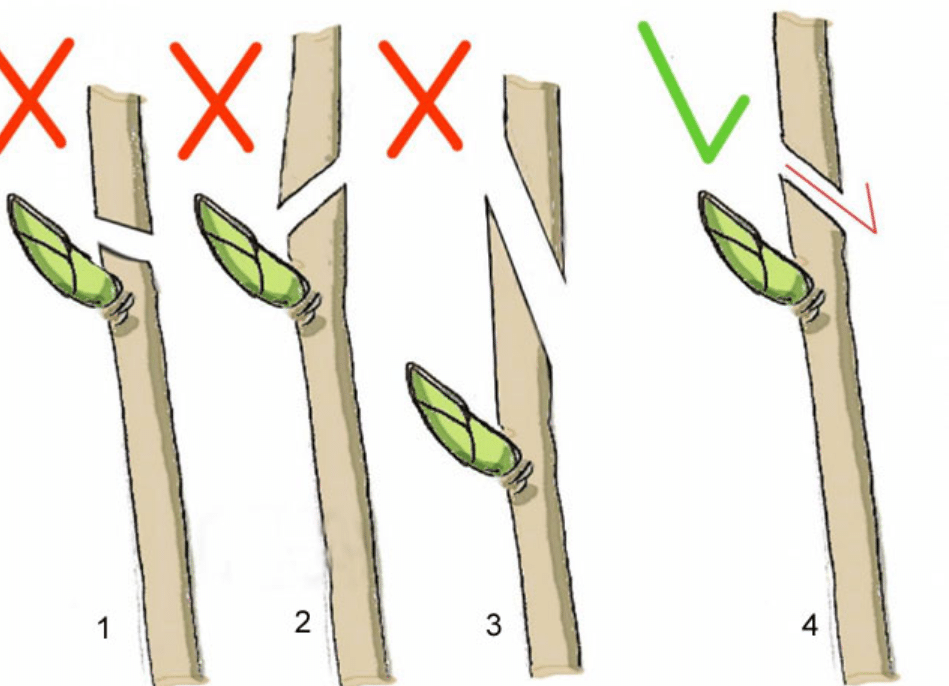 Схема обрезки чубушника