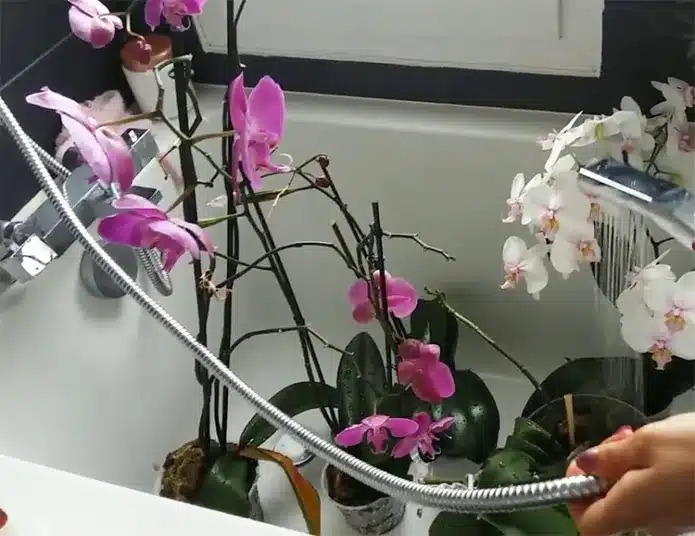 Частота полива орхидей