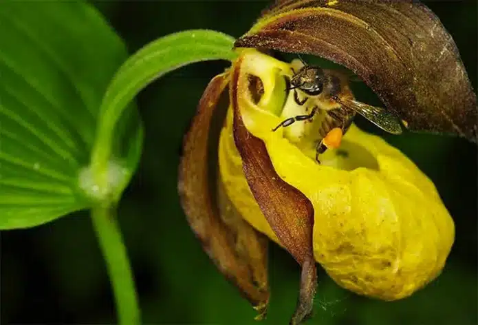 Орхидея опыляется насекомыми