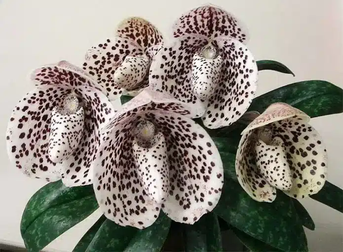 Орхидея Беллатулум