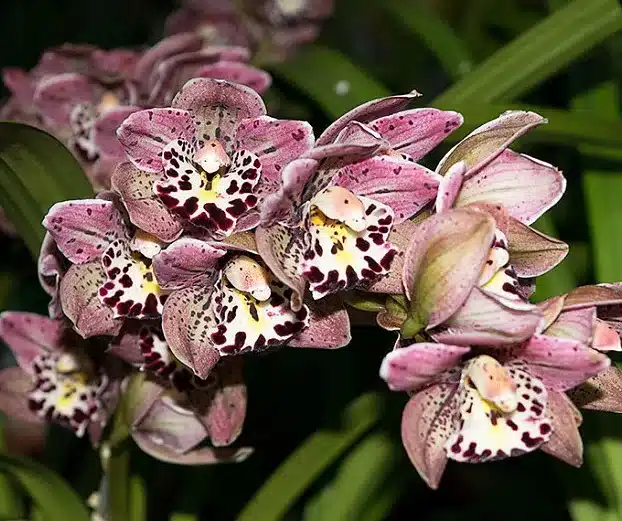 Орхидея Мэджик фогель