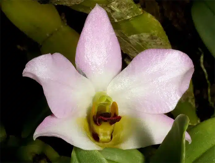 Орхидея Трантуани