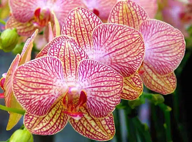 Орхидея Равелло