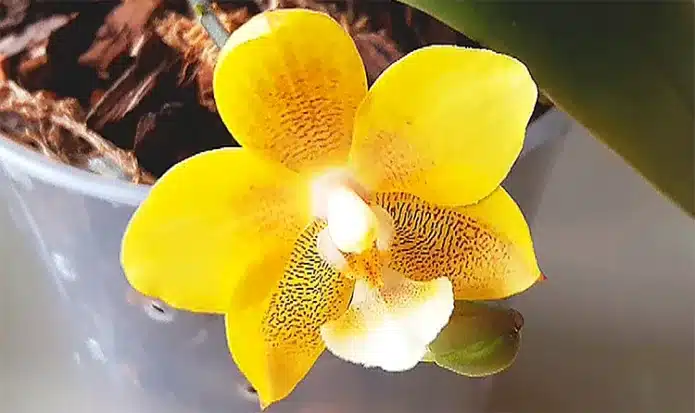 Орхидея Жёлтый шоколад