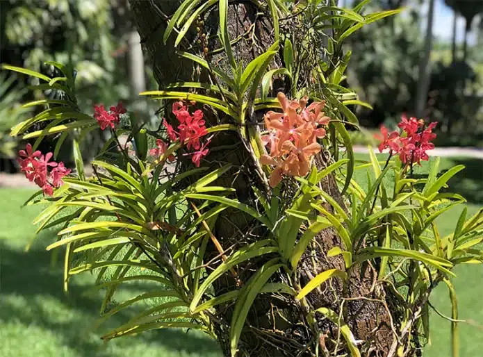 Орхидея – эпифит, растущий в природе на деревьях