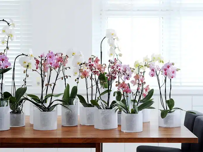 Правила освещенности для орхидей